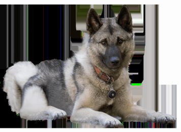 Taganize Dog Tag