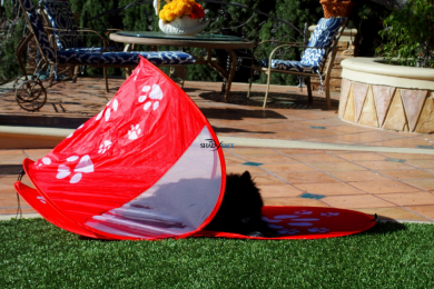 ShadyPaws Tents (Color: Red)